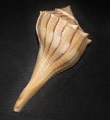 Image result for Sinistrofulgur perversum