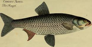 Image result for Aspius aspius