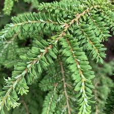 Attēlu rezultāti vaicājumam “Tsuga canadensis”