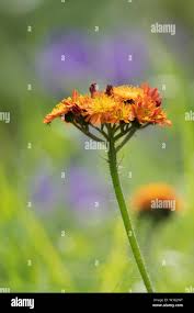 Attēlu rezultāti vaicājumam “Pilosella aurantiaca flower”