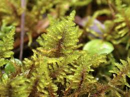 Attēlu rezultāti vaicājumam “Palustriella decipiens”