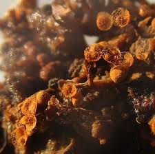 Attēlu rezultāti vaicājumam “Cribraria rufa”