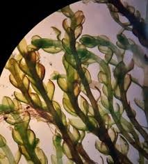 Attēlu rezultāti vaicājumam “Bryum neodamense”