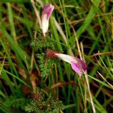Attēlu rezultāti vaicājumam “Pedicularis palustris flower”
