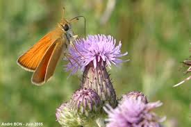 Attēlu rezultāti vaicājumam “Thymelicus sylvestris underside”