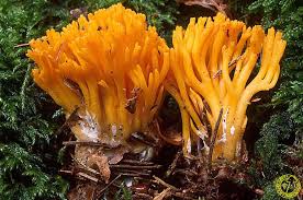 Attēlu rezultāti vaicājumam “Calocera viscosa”
