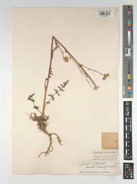 Attēlu rezultāti vaicājumam “Libanotis montana leaf”