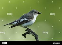 Attēlu rezultāti vaicājumam “Ficedula hypoleuca male”