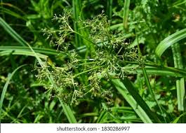 Attēlu rezultāti vaicājumam “Scirpus sylvaticus”