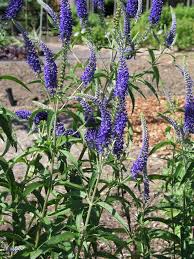 Attēlu rezultāti vaicājumam “Veronica longifolia flower”
