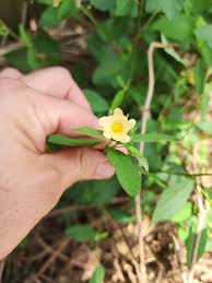 Attēlu rezultāti vaicājumam “Carex pilosa flower”