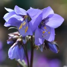 Attēlu rezultāti vaicājumam “Polemonium caeruleum”