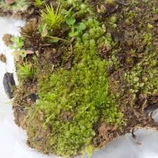 Attēlu rezultāti vaicājumam “Jungermannia sphaerocarpa”