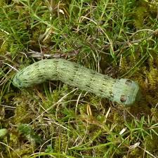 Attēlu rezultāti vaicājumam “Deilephila elpenor larva”