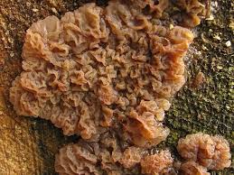 Attēlu rezultāti vaicājumam “Exidia saccharina”