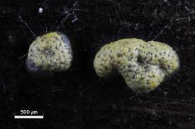 Attēlu rezultāti vaicājumam “Badhamia lilacina plasmodium”