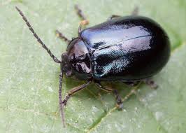 Attēlu rezultāti vaicājumam “Agelastica alni”