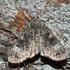 Attēlu rezultāti vaicājumam “Anaplectoides prasina”