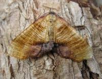 Attēlu rezultāti vaicājumam “Plagodis dolabraria”