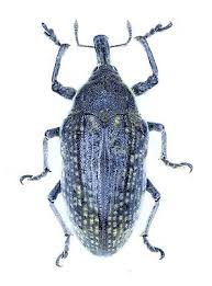 Attēlu rezultāti vaicājumam “Larinus sp.”