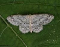 Attēlu rezultāti vaicājumam “Idaea biselata”