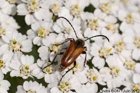 Attēlu rezultāti vaicājumam “Pseudovadonia livida”