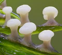 Attēlu rezultāti vaicājumam “Diderma deplanatum”