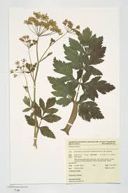 Image result for Pastinaca sativa