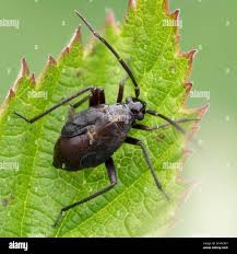 Attēlu rezultāti vaicājumam “Adelphocoris seticornis”