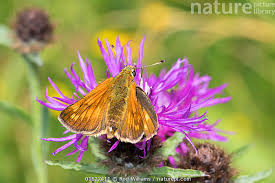 Attēlu rezultāti vaicājumam “Ochlodes sylvanus male”