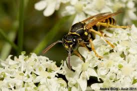 Attēlu rezultāti vaicājumam “Polistes nimpha”