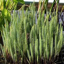 Attēlu rezultāti vaicājumam “Hippuris vulgaris”