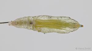 Attēlu rezultāti vaicājumam “Pieris brassicae underside”