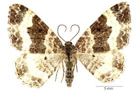 Attēlu rezultāti vaicājumam “Epirrhoe tristata imago”