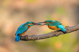Attēlu rezultāti vaicājumam “Alcedo atthis adult”