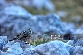 Image result for Prunella collaris