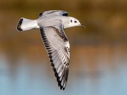 Image result for Chroicocephalus philadelphia