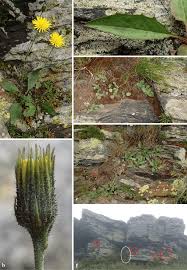 Attēlu rezultāti vaicājumam “Hieracium murorum leaf”