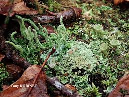 Attēlu rezultāti vaicājumam “Cladonia caespiticia”
