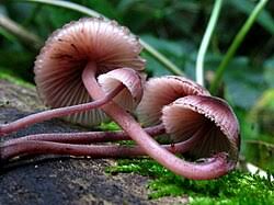 Attēlu rezultāti vaicājumam “Mycena haematopus”