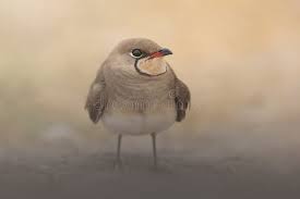 Image result for Glareola pratincola