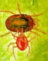 Attēlu rezultāti vaicājumam “Bolitophagus reticulatus larva”