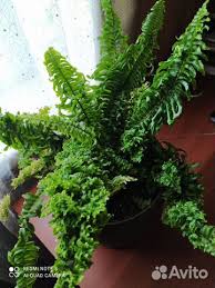 Image result for НЕФРОЛЕПИС (Nephrolepis