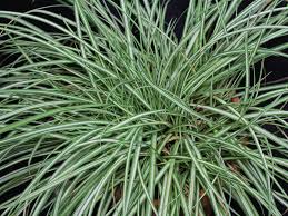 Attēlu rezultāti vaicājumam “Carex ornithopoda fruit”