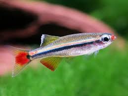 Image result for Chrysoblephus cristiceps