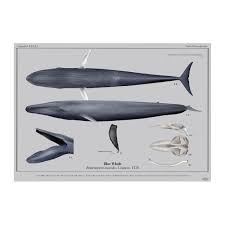 Image result for Balaenoptera musculus