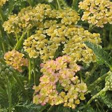 Image result for Achillea millefolium