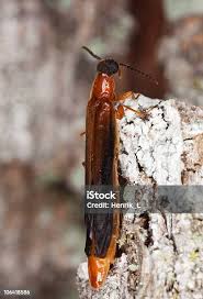 Attēlu rezultāti vaicājumam “Hylecoetus dermestoides male”