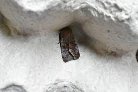 Attēlu rezultāti vaicājumam “Semioscopis avellanella imago”