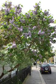 Attēlu rezultāti vaicājumam “Syringa vulgaris fruit”